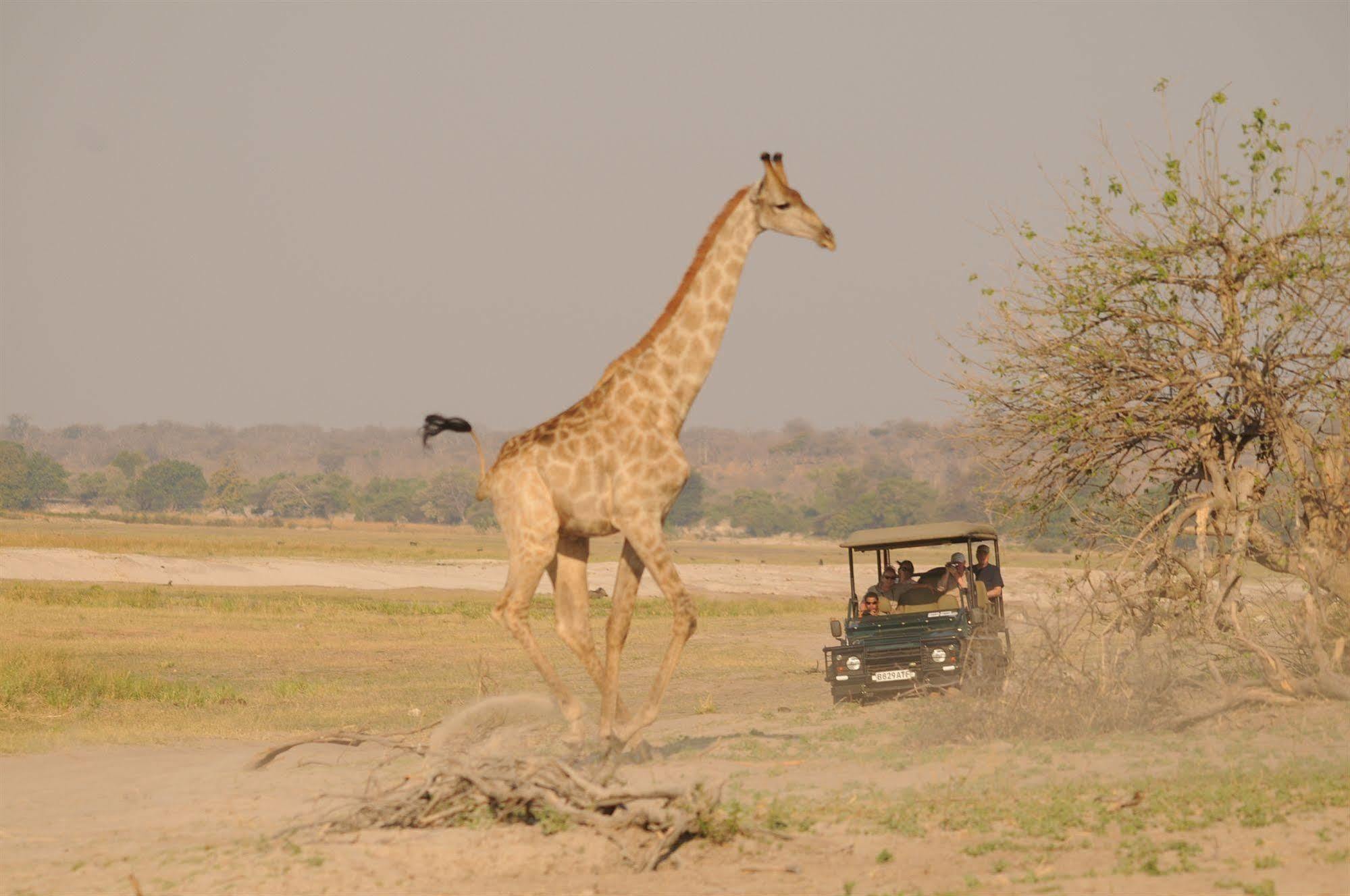 Ngoma Safari Lodge Kavimba Exterior photo