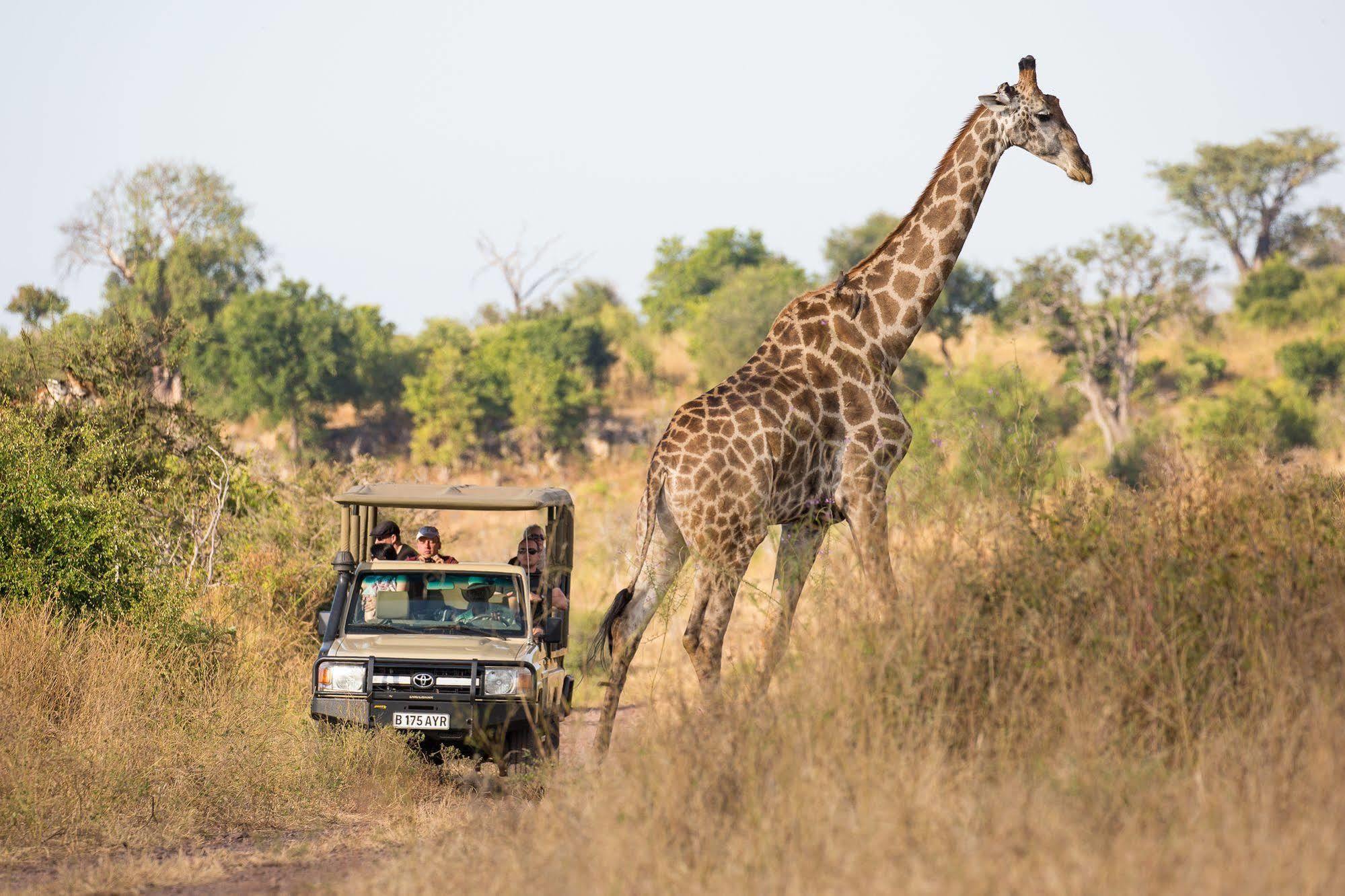 Ngoma Safari Lodge Kavimba Exterior photo